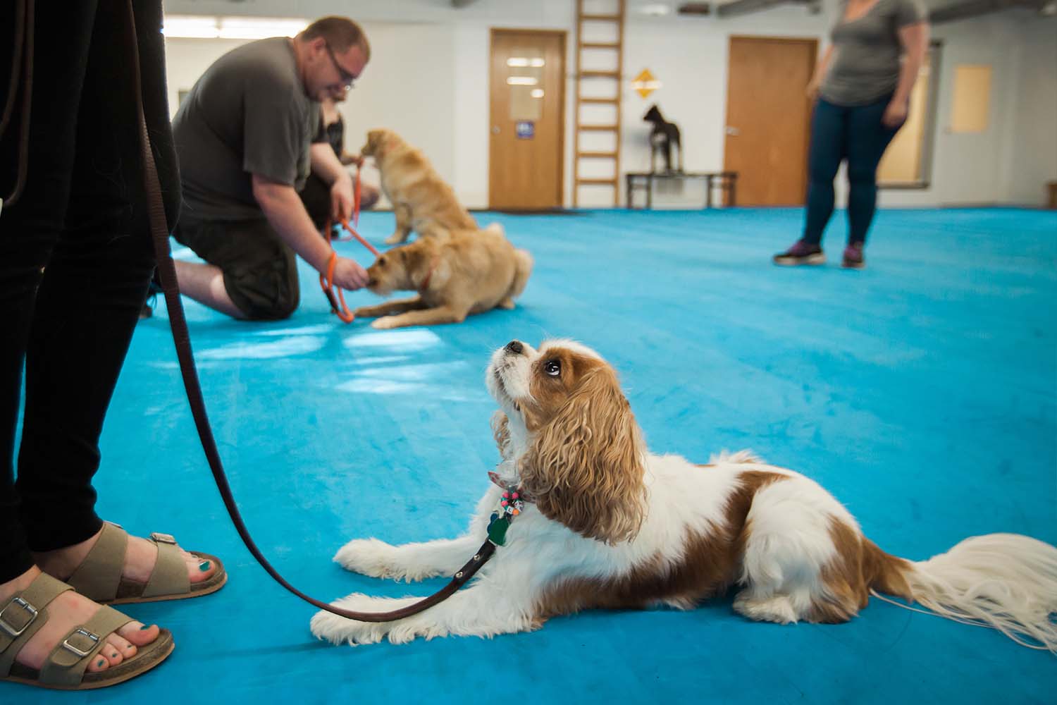 Group Dog Training Classes